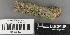 (Chaenothecopsis epithallina - H9235396)  @11 [ ] by-nc (2022) Erkka Laine University of Oulu