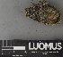  ( - H9237731)  @11 [ ] by-nc (2023) Erkka Laine Luomus