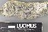  (Sarcogyne praetermissa - H9237824)  @11 [ ] by-nc (2023) Erkka Laine Luomus