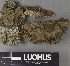  ( - H9237982)  @11 [ ] by-nc (2023) Erkka Laine Luomus