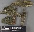  (Thelocarpon - H9237992)  @11 [ ] by-nc (2023) Erkka Laine Luomus