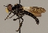  (Holopogon nigripennis - JP01098)  @11 [ ] CreativeCommons - Attribution Non-Commercial (2016) Marko Mutanen University of Oulu
