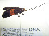  (Nemophora paradisea - KOZ201)  @12 [ ] CreativeCommons - Attribution Non-Commercial (2012) Marko Mutanen University of Oulu