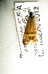  (Nemophora staudingerella - KOZ202)  @11 [ ] CreativeCommons - Attribution Non-Commercial (2012) Marko Mutanen University of Oulu