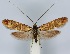  (Nemophora trimetrella - KOZ220)  @11 [ ] CreativeCommons - Attribution Non-Commercial (2014) Marko Mutanen University of Oulu