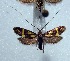  (Nemophora basella - KOZ307)  @11 [ ] CreativeCommons - Attribution Non-Commercial (2015) Marko Mutanen University of Oulu