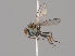  (Hydrellia fascitibia - KWi-1920)  @11 [ ] by-nc (2018) Marko Mutanen University of Oulu