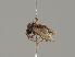  (Microphor crassipes - KWi-2022)  @11 [ ] by-nc (2021) Ella Sippola University of Oulu