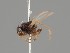  (Allopiophila pectiniventris - KWi-2088)  @11 [ ] by-nc (2021) Ella Sippola University of Oulu
