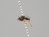  ( - KWi-2155)  @11 [ ] by-nc (2021) Marko Mutanen University of Oulu