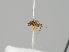  ( - KWi-2169)  @11 [ ] by-nc (2021) Marko Mutanen University of Oulu
