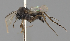  (Megaselia brevifemorata - KWi-2926)  @11 [ ] by-nc (2026) Erkka Laine Luomus