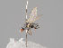  ( - KWi-1036)  @11 [ ] CreativeCommons - Attribution Non-Commercial (2018) Marko Mutanen University of Oulu