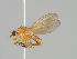  (Meiosimyza illota - KWi-1073)  @11 [ ] CreativeCommons - Attribution Non-Commercial (2018) Marko Mutanen University of Oulu