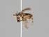  (Pteromicra leucopeza - KWi-1120)  @11 [ ] CreativeCommons - Attribution Non-Commercial (2018) Marko Mutanen University of Oulu