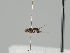  ( - KWi-1163b)  @11 [ ] CreativeCommons - Attribution Non-Commercial (2018) Marko Mutanen University of Oulu