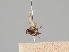  ( - KWi-1177)  @11 [ ] CreativeCommons - Attribution Non-Commercial (2018) Marko Mutanen University of Oulu