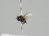  ( - KWi-1195)  @11 [ ] CreativeCommons - Attribution Non-Commercial (2018) Marko Mutanen University of Oulu