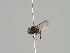  (Ophiomyia tranquilla - KWi-1197)  @11 [ ] by-nc (2018) Marko Mutanen University of Oulu