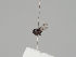  ( - KWi-1198)  @11 [ ] by-nc (2018) Marko Mutanen University of Oulu