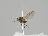  (Cerodontha geniculata - KWi-1204)  @11 [ ] CreativeCommons - Attribution Non-Commercial (2018) Marko Mutanen University of Oulu