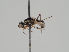  (Meroplius fukuharai - KWi-1206)  @11 [ ] CreativeCommons - Attribution Non-Commercial (2018) Marko Mutanen University of Oulu