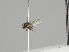  ( - KWi-1260)  @11 [ ] CreativeCommons - Attribution Non-Commercial (2018) Marko Mutanen University of Oulu