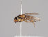  (Chlorops nigripalpis - KWi-1364)  @11 [ ] CreativeCommons - Attribution Non-Commercial (2018) Marko Mutanen University of Oulu