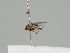  ( - KWi-1418)  @11 [ ] CreativeCommons - Attribution Non-Commercial (2018) Marko Mutanen University of Oulu