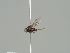  ( - KWi-1422)  @11 [ ] CreativeCommons - Attribution Non-Commercial (2018) Marko Mutanen University of Oulu