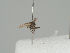  ( - KWi-1437)  @11 [ ] CreativeCommons - Attribution Non-Commercial (2018) Marko Mutanen University of Oulu