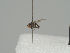  (Hydrellia svecica - KWi-1438)  @11 [ ] CreativeCommons - Attribution Non-Commercial (2018) Marko Mutanen University of Oulu