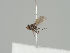  (Hydrellia cochleariae - KWi-1439)  @11 [ ] CreativeCommons - Attribution Non-Commercial (2018) Marko Mutanen University of Oulu