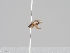  ( - KWi-1523)  @11 [ ] CreativeCommons - Attribution Non-Commercial (2018) Marko Mutanen University of Oulu