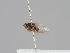  ( - KWi-1548)  @11 [ ] CreativeCommons - Attribution Non-Commercial (2018) Marko Mutanen University of Oulu