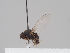  (Cacoxenus argyreator - KWi-1550)  @11 [ ] CreativeCommons - Attribution Non-Commercial (2018) Marko Mutanen University of Oulu