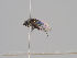  (Hydrellia caledonica - KWi-1568)  @11 [ ] CreativeCommons - Attribution Non-Commercial (2018) Marko Mutanen University of Oulu