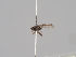  ( - KWi-1574)  @11 [ ] CreativeCommons - Attribution Non-Commercial (2018) Marko Mutanen University of Oulu