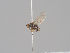  ( - KWi-1599)  @11 [ ] CreativeCommons - Attribution Non-Commercial (2018) Marko Mutanen University of Oulu