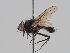  (Strobilomyia anthracina - KWi-1643)  @11 [ ] CreativeCommons - Attribution Non-Commercial (2018) Marko Mutanen University of Oulu