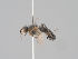  ( - KWi-1656)  @11 [ ] CreativeCommons - Attribution Non-Commercial (2018) Marko Mutanen University of Oulu