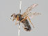  (Microprosopa paveli - KWi-1662)  @11 [ ] CreativeCommons - Attribution Non-Commercial (2018) Marko Mutanen University of Oulu