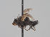  ( - KWi-1680)  @11 [ ] CreativeCommons - Attribution Non-Commercial (2018) Marko Mutanen University of Oulu