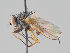  ( - KWi-1733)  @11 [ ] CreativeCommons - Attribution Non-Commercial (2018) Marko Mutanen University of Oulu