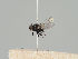  (Ophiomyia hieracii - KWi-525)  @11 [ ] CreativeCommons - Attribution Non-Commercial (2018) Marko Mutanen University of Oulu