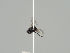  (Ophiomyia heracleivora - KWi-533)  @11 [ ] CreativeCommons - Attribution Non-Commercial (2018) Marko Mutanen University of Oulu