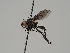  (Sarcophaga dissimilis - KWi-542)  @11 [ ] CreativeCommons - Attribution Non-Commercial (2018) Marko Mutanen University of Oulu
