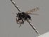  ( - KWi-547)  @12 [ ] CreativeCommons - Attribution Non-Commercial (2018) Marko Mutanen University of Oulu
