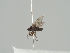  ( - KWi-576)  @11 [ ] CreativeCommons - Attribution Non-Commercial (2018) Marko Mutanen University of Oulu
