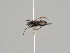  (Tachydromia punctifera - KWi-625)  @11 [ ] CreativeCommons - Attribution Non-Commercial (2018) Marko Mutanen University of Oulu